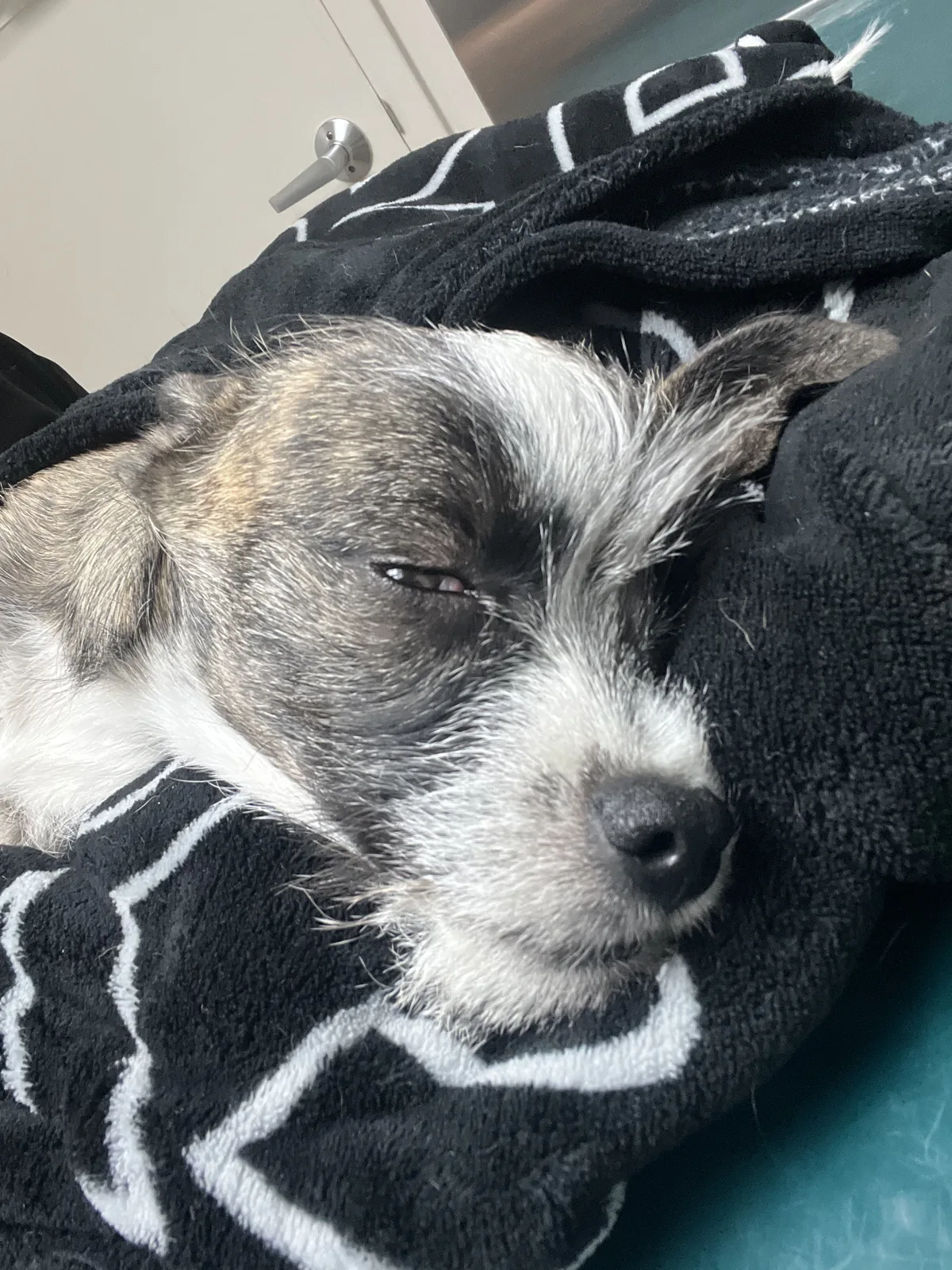 Kevin resting his head on a black and white blanket