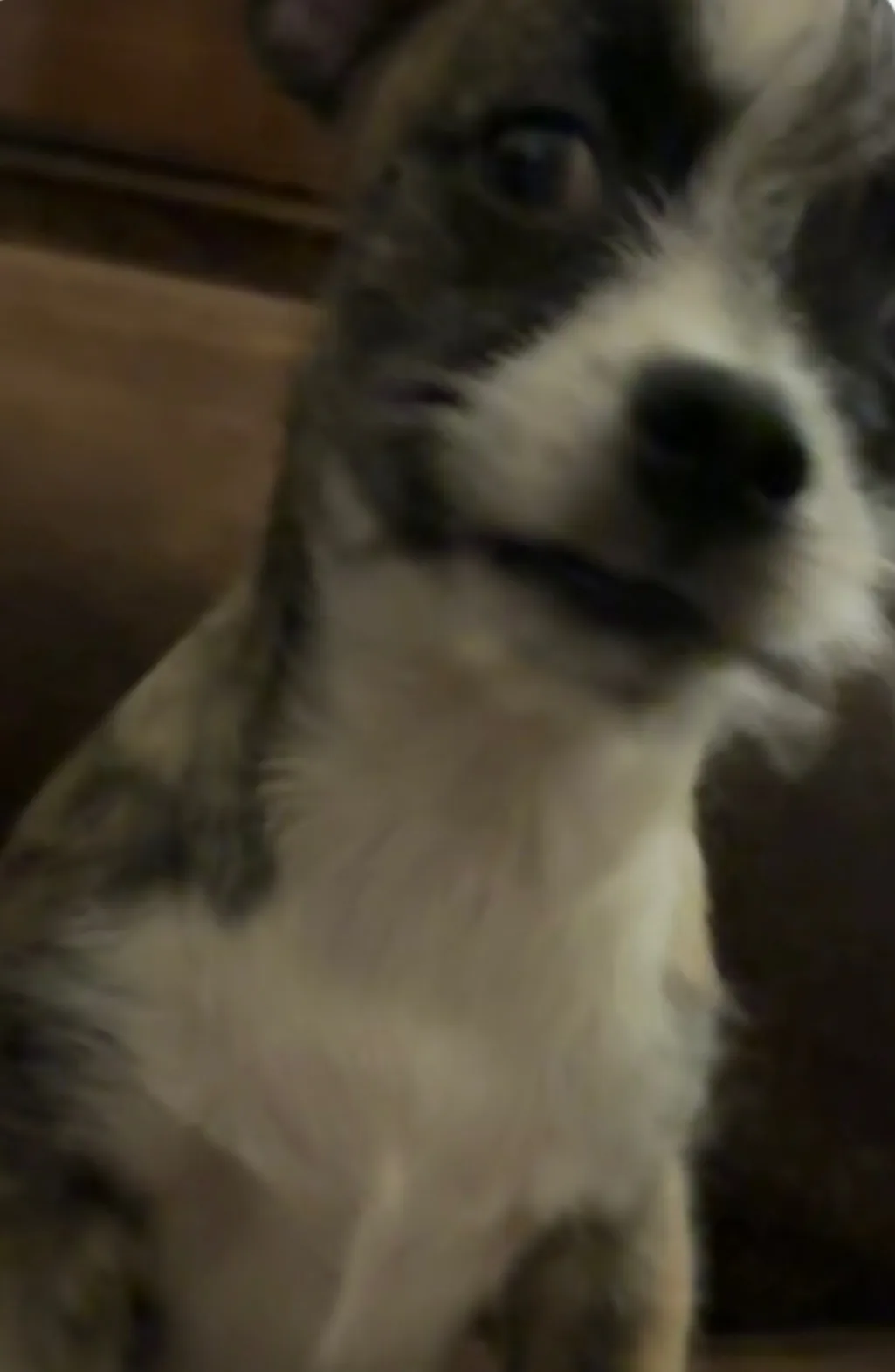 Kevin looking up at the camera, showing his white chest