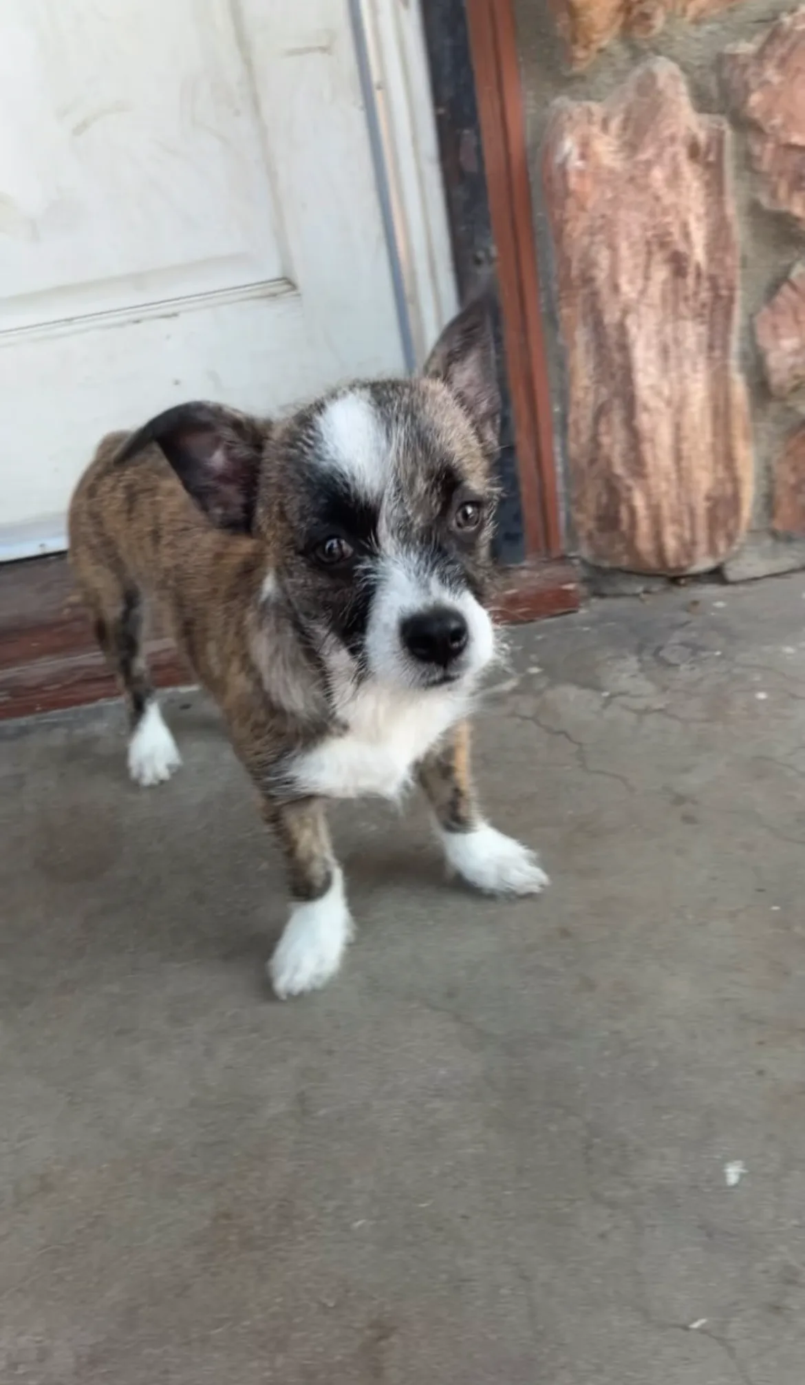 Kevin, a brindle puppy with a white blaze, white chest and white paws, standing on a front porch