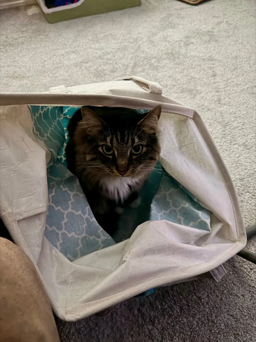 Oliver Mittens peeking out of a bag