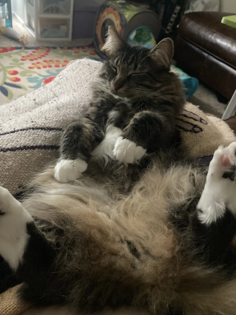 Oliver Mittens stretched out on his back showing his white mittens