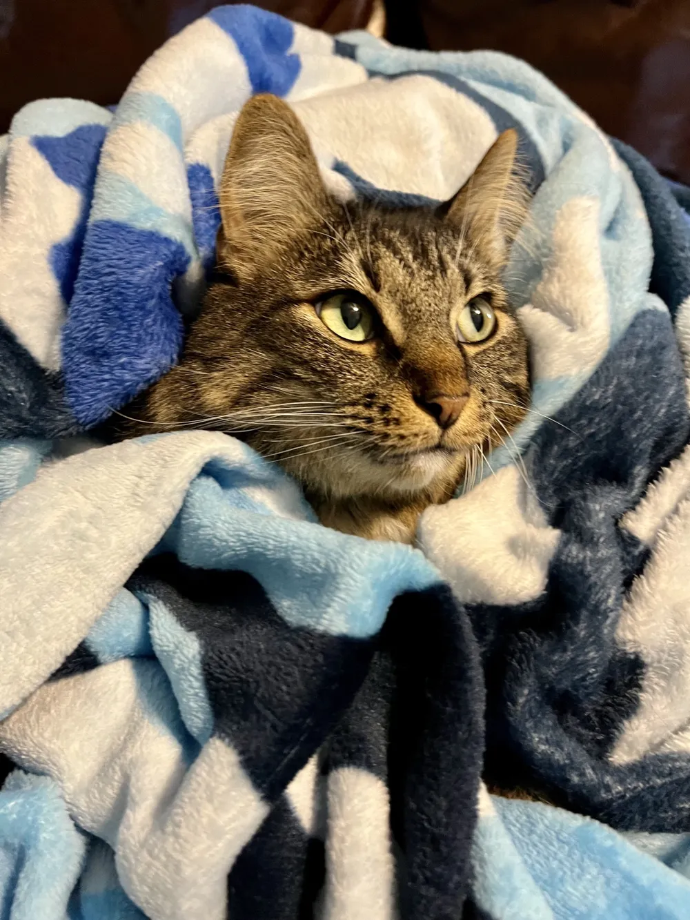 Oliver Mittens wrapped in a blue and white blanket