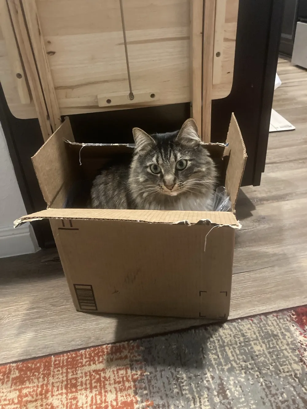 Oliver Mittens sitting in a cardboard box