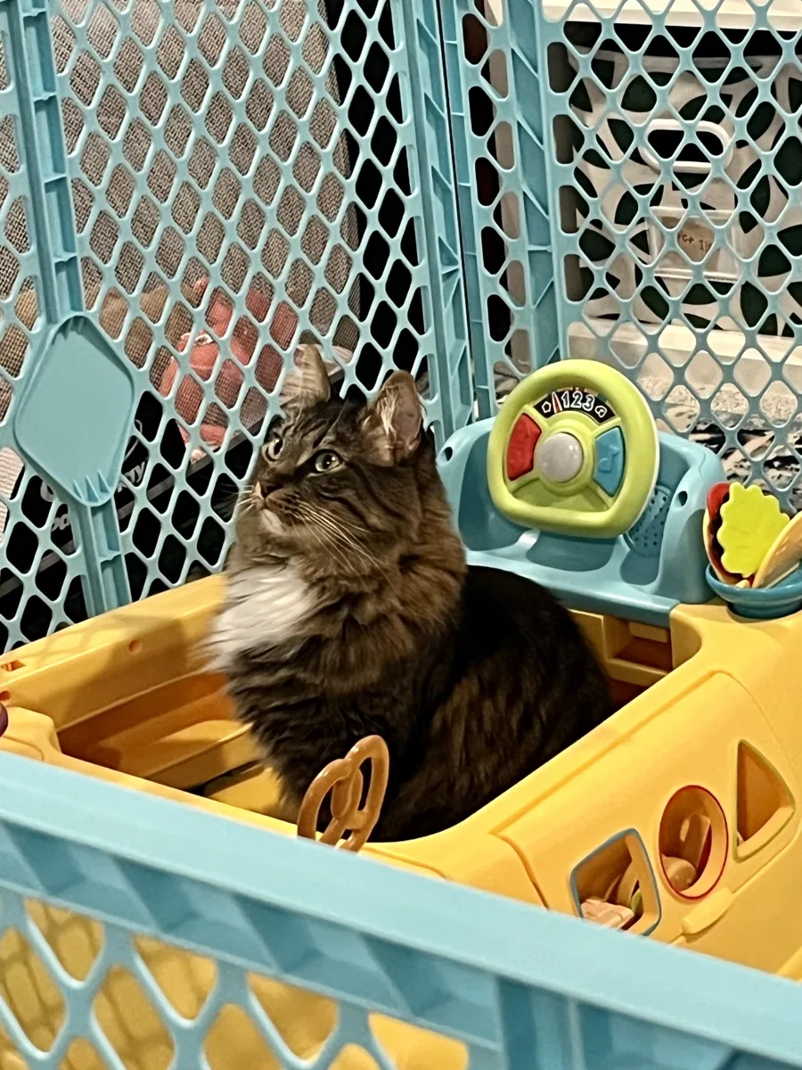 Oliver Mittens sitting in a toy car inside a play yard