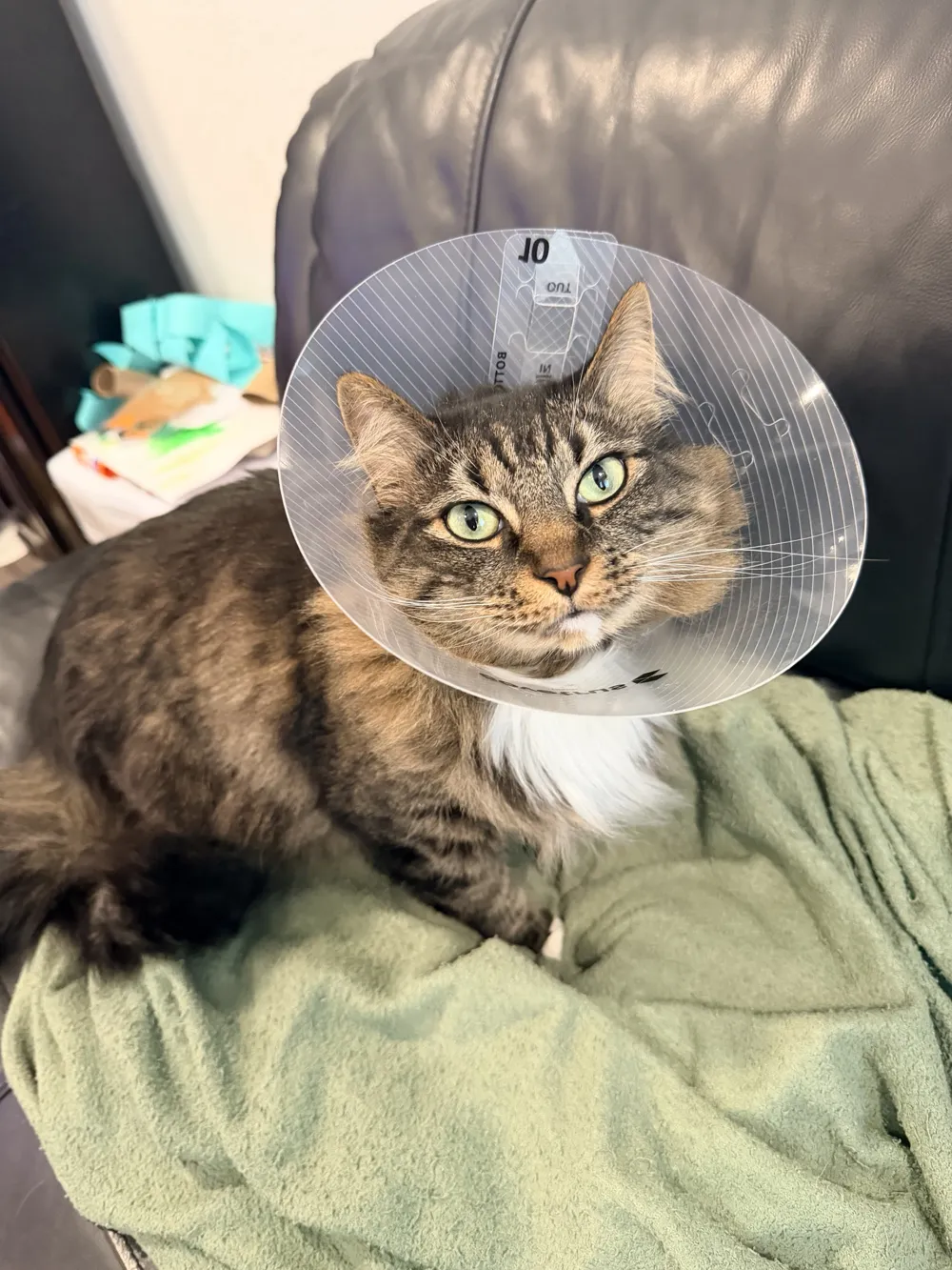 Oliver Mittens, a long-haired tabby, wearing a clear cone after his vet visit