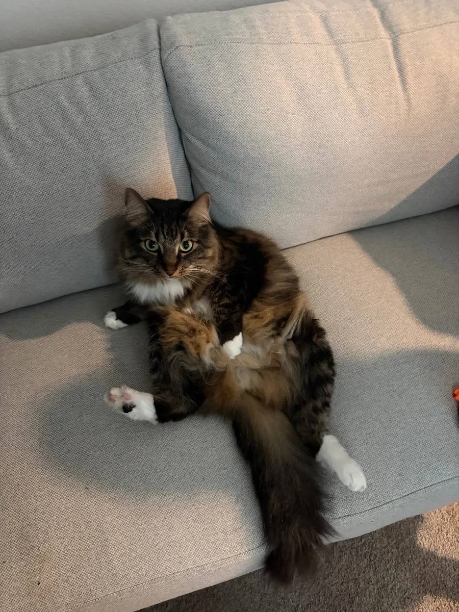 Oliver Mittens lounging on a gray couch, showing his white paws