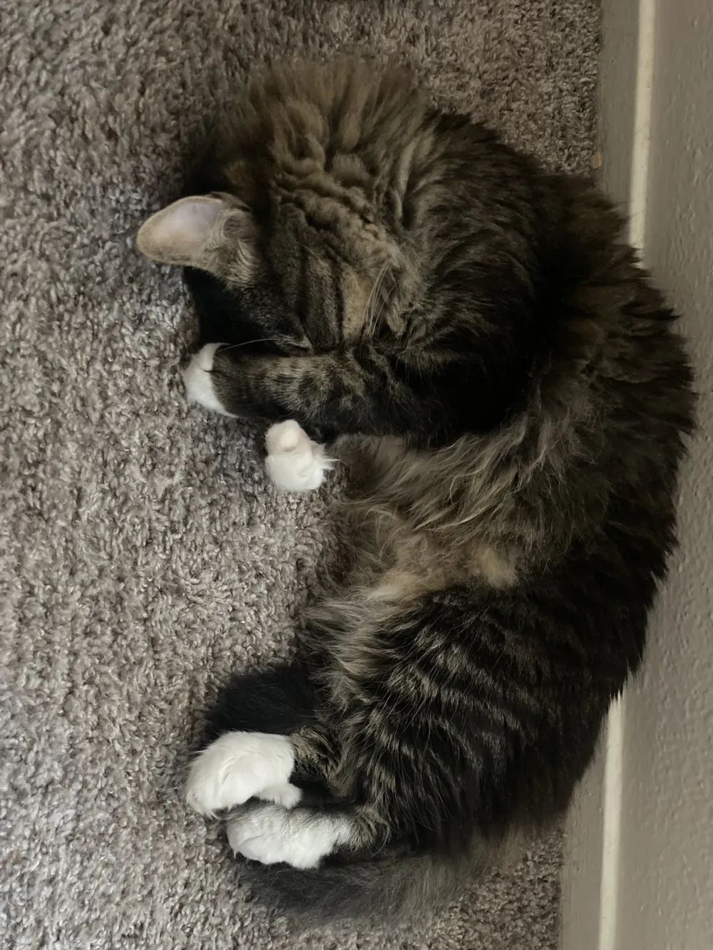 Oliver Mittens curled up asleep on the carpet