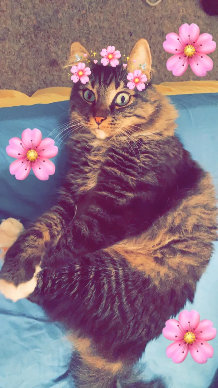 Oliver Mittens with a flower-crown photo filter