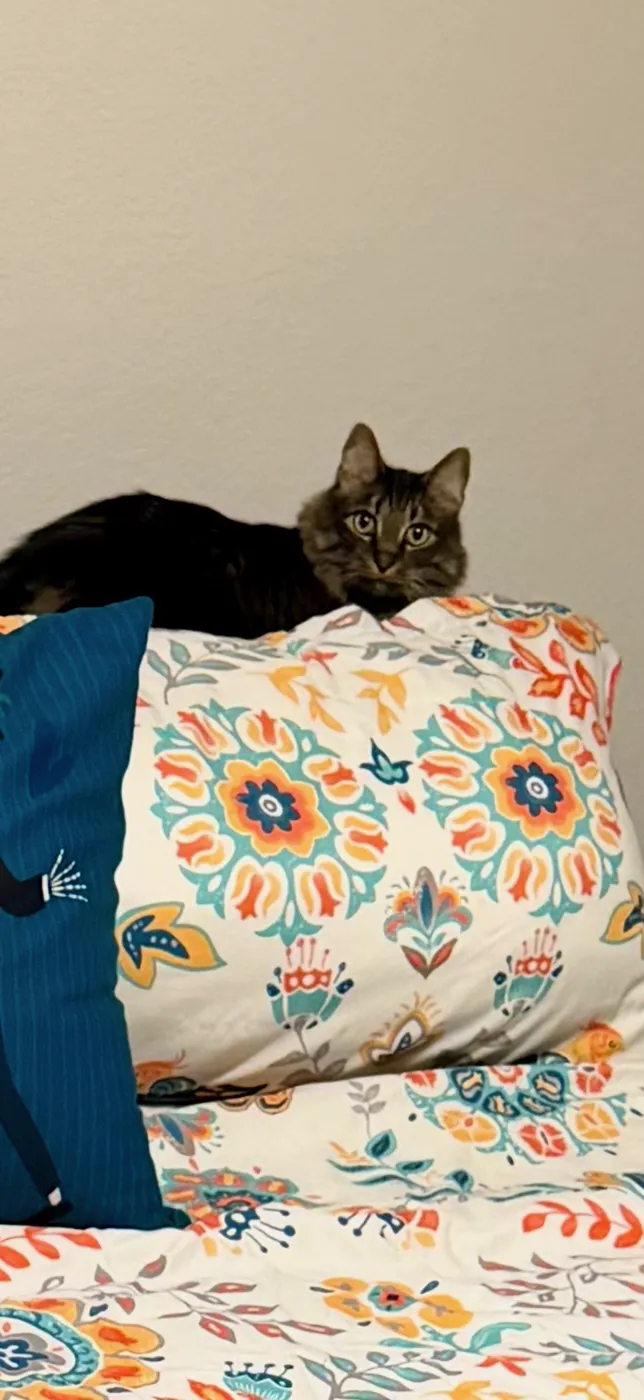 Oliver Mittens peeking over a flowered pillow
