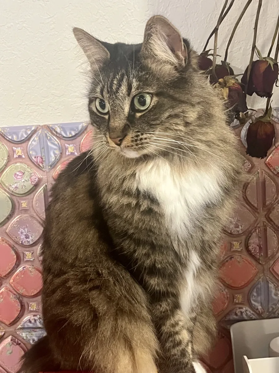 Oliver Mittens, a long-haired brown tabby with a white chest