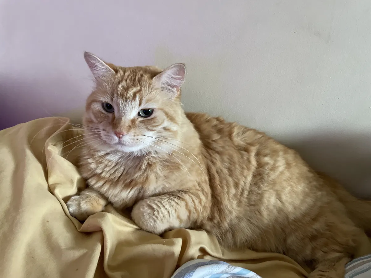 Puff, a long-haired ginger cat, lounging on a yellow blanket