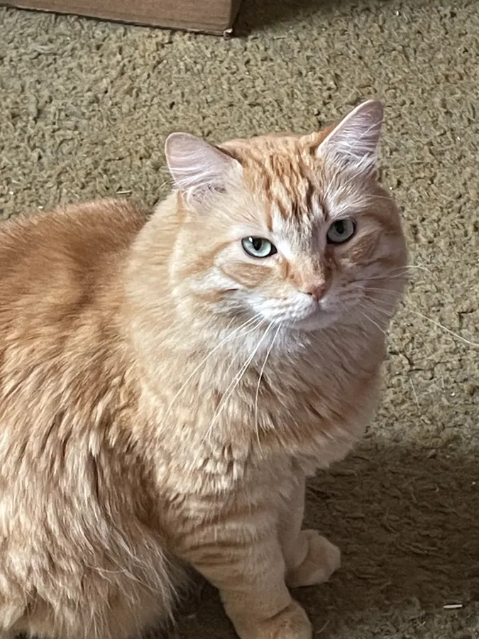 Close-up of Puff giving a side-eye in the sun