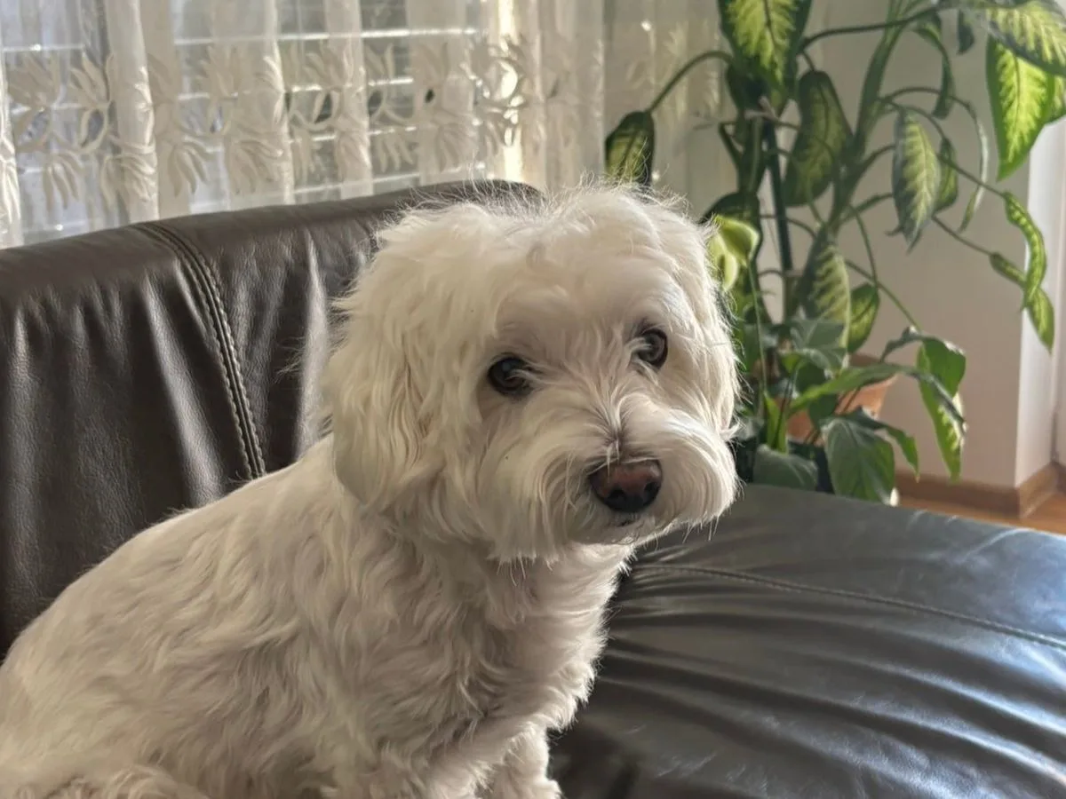 Pufi, a small white Maltese, sitting on a brown leather couch and looking at the camera