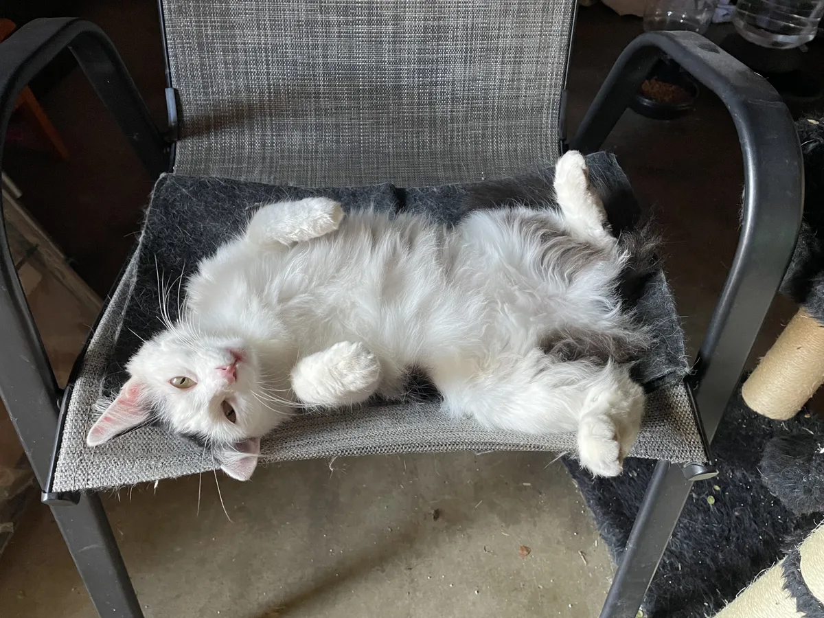 Squirt lying belly-up on a patio chair
