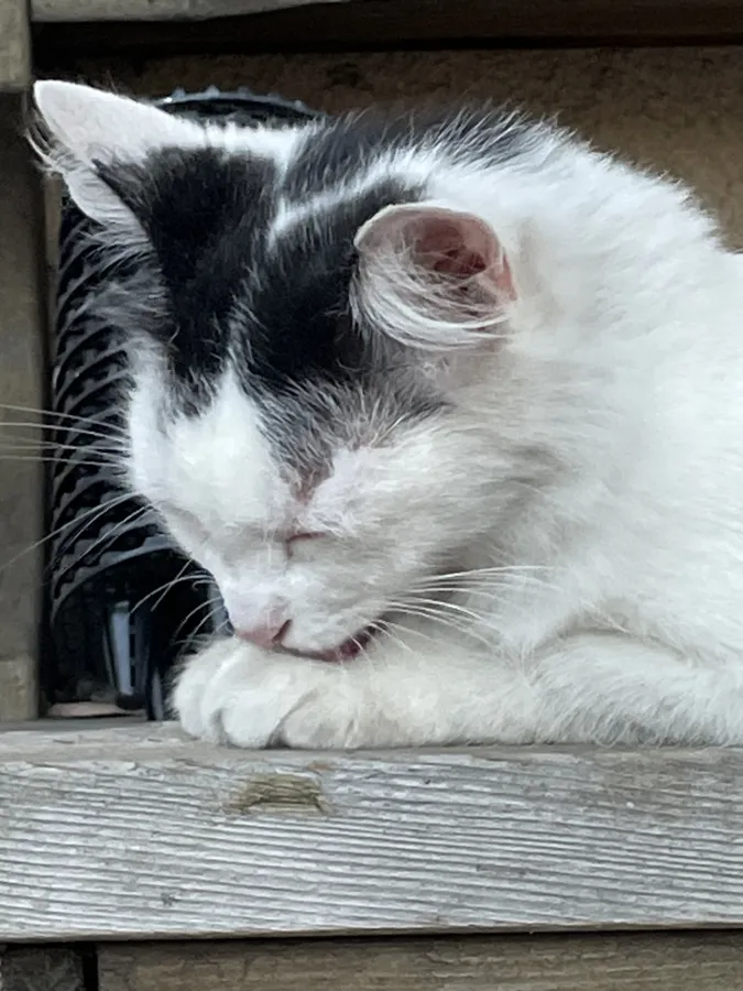 Squirt, a black-and-white cat, washing her paw