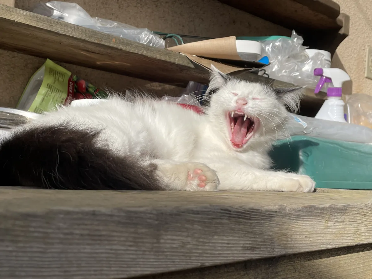 Squirt, a black-and-white cat, mid-yawn in the sun